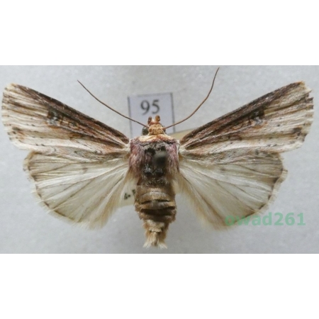 Axylia putris (Linnaeus, 1761) Czech95